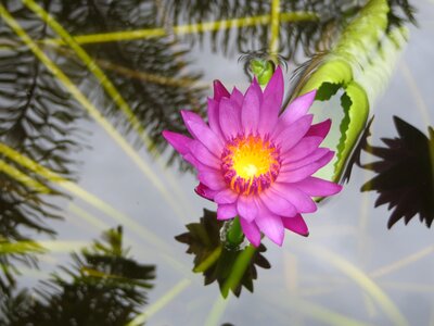 Lotus lotus blossom lily photo