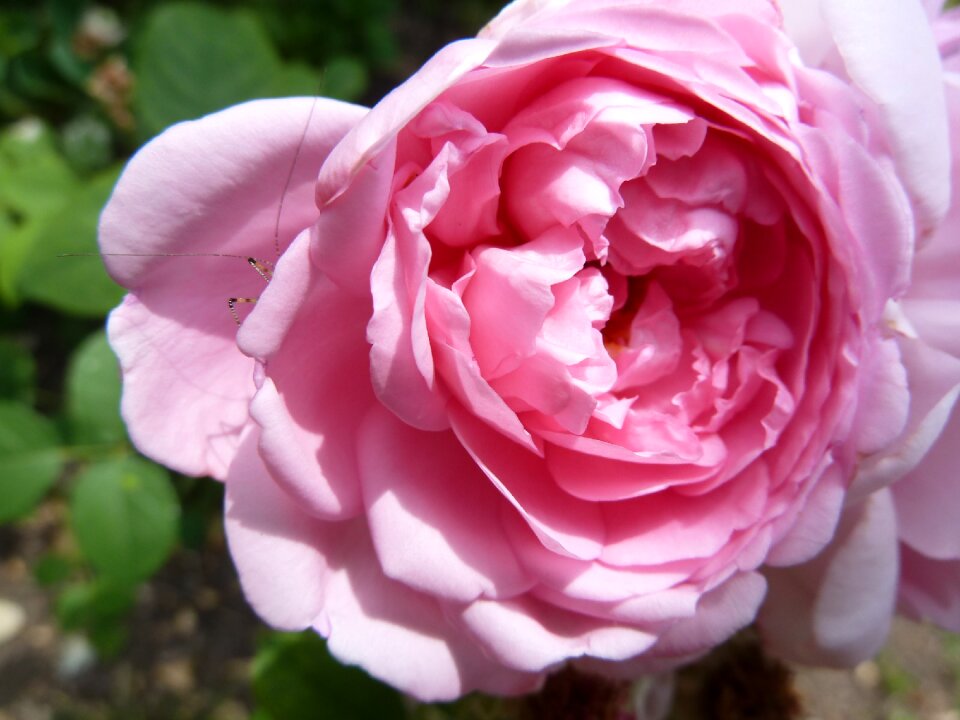 Bloom rose bloom pink rose