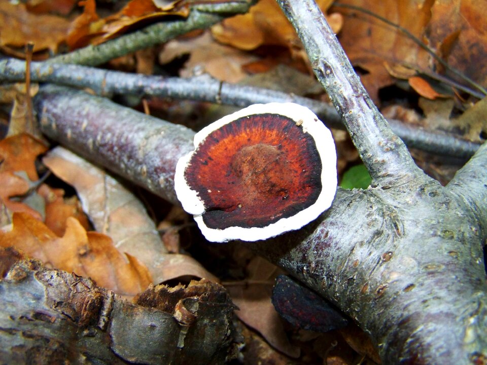 Tinder fungus forest nature
