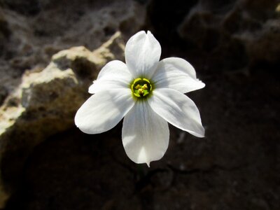 Blossom petal nature