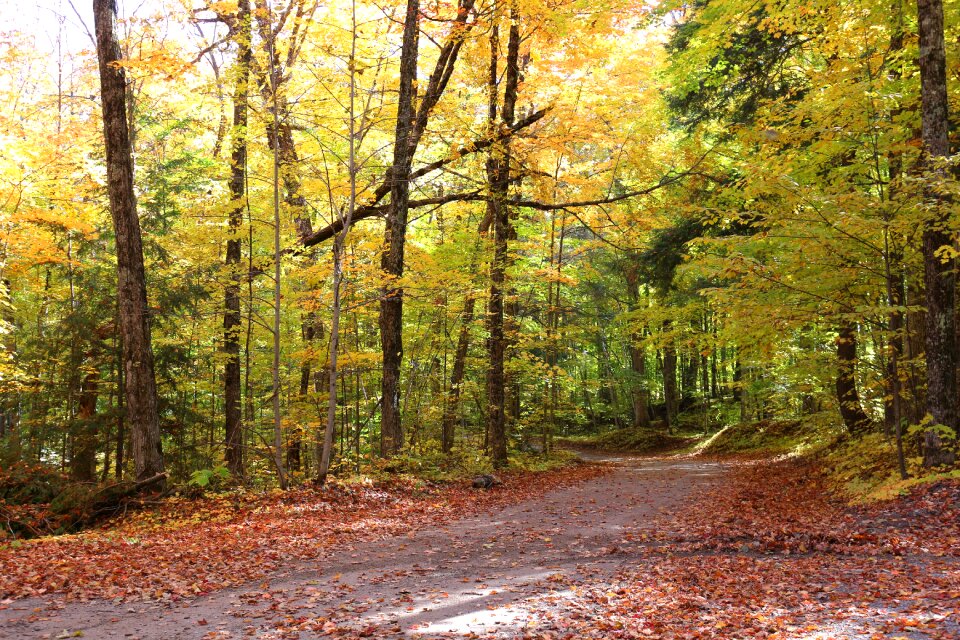 Leaves landscape fall