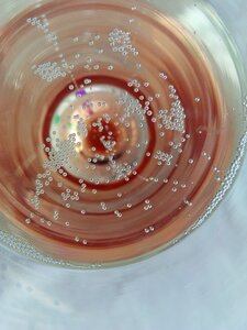 Glasses sparkling wine bubbles photo