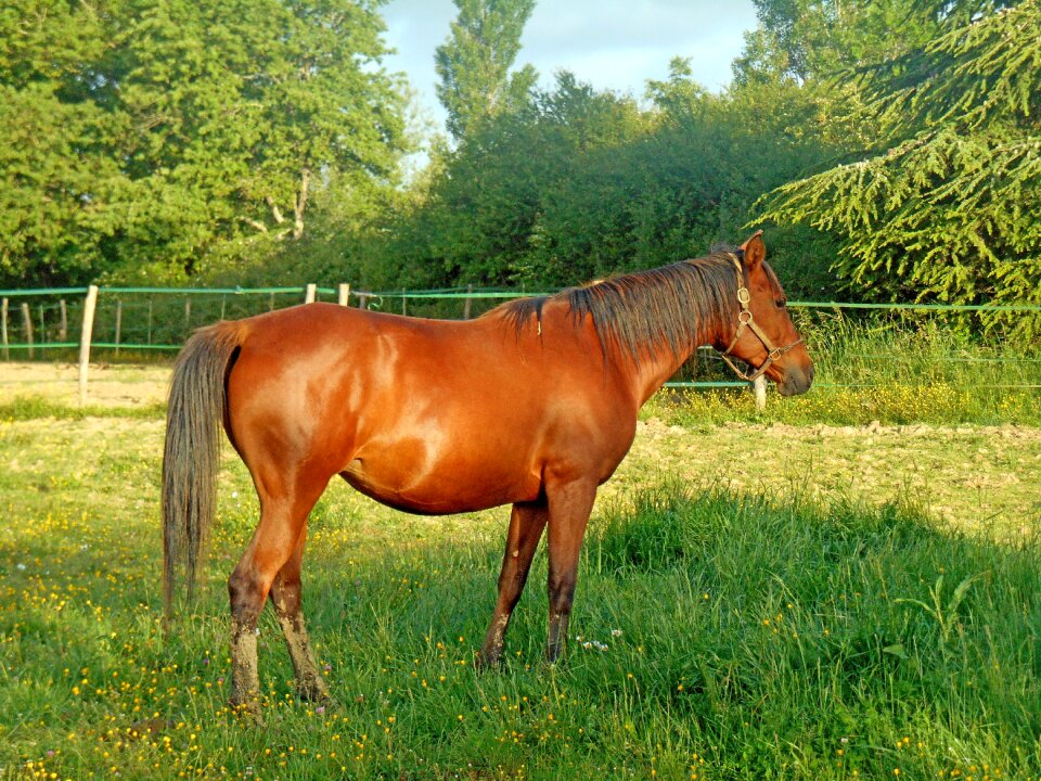 Equine horses good looking