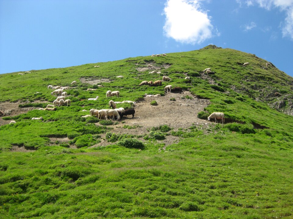 Nature summer landscape