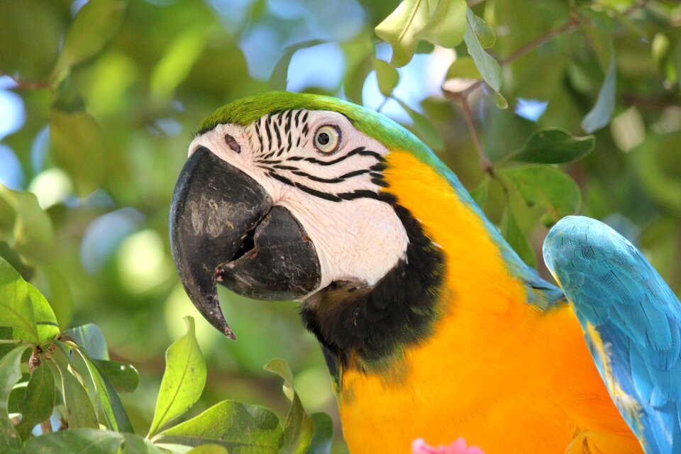 Ave macaw color photo