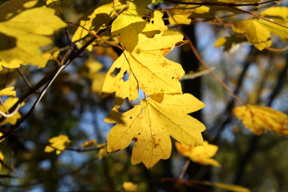 Color autumn leaves october