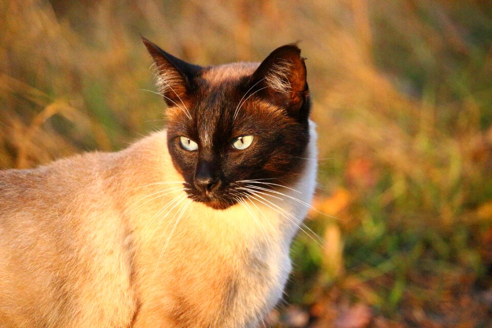 Siamese cat siam breed cat