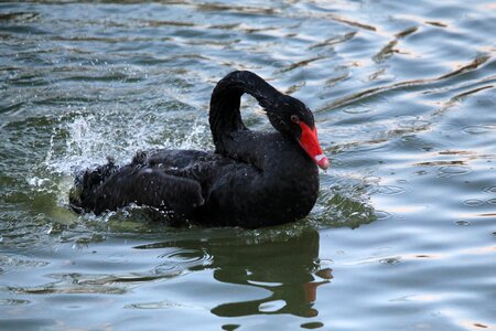 Black bird schwimmvogel