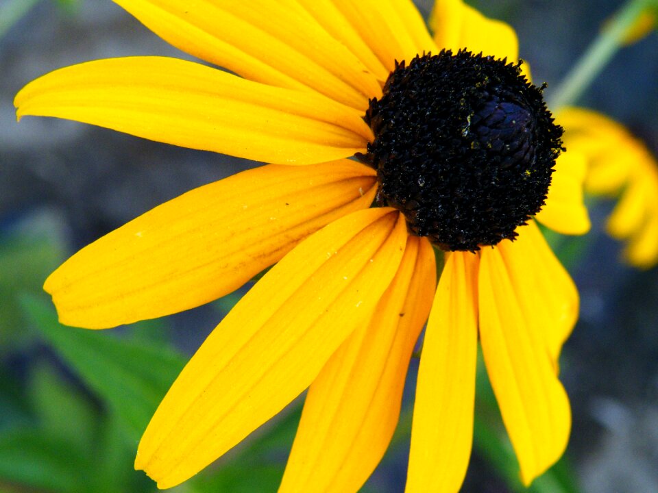 Yellow black blossom photo