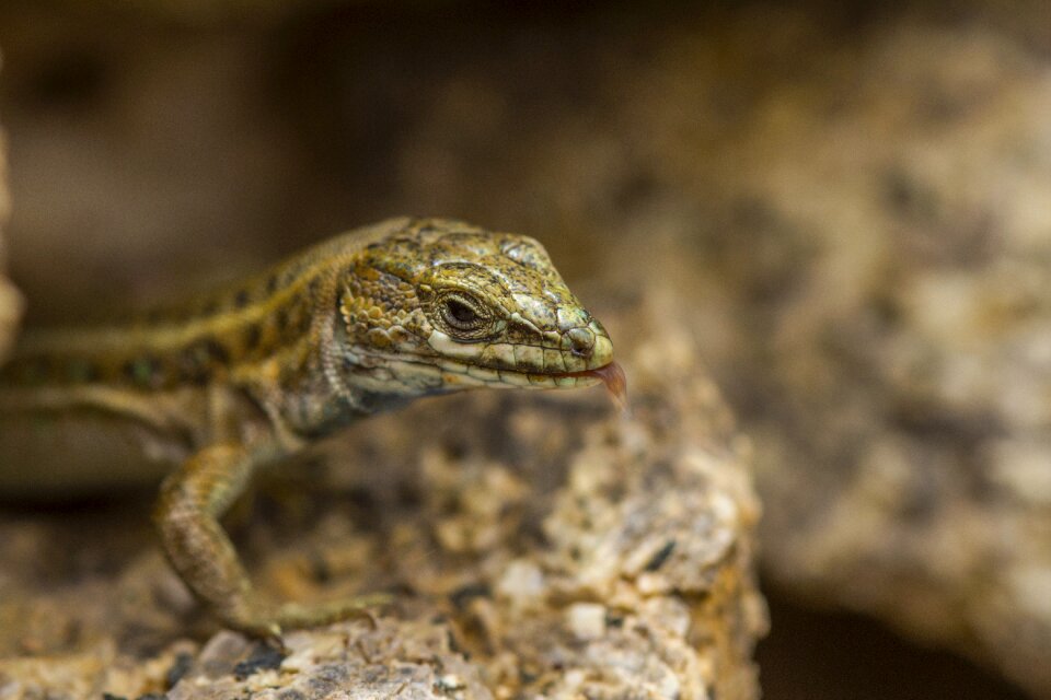 Lizard salamander macro