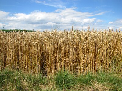 Dry harvest autumn