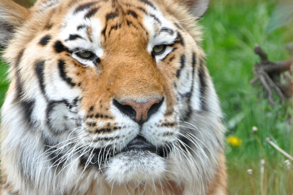 Tiger expensive natural