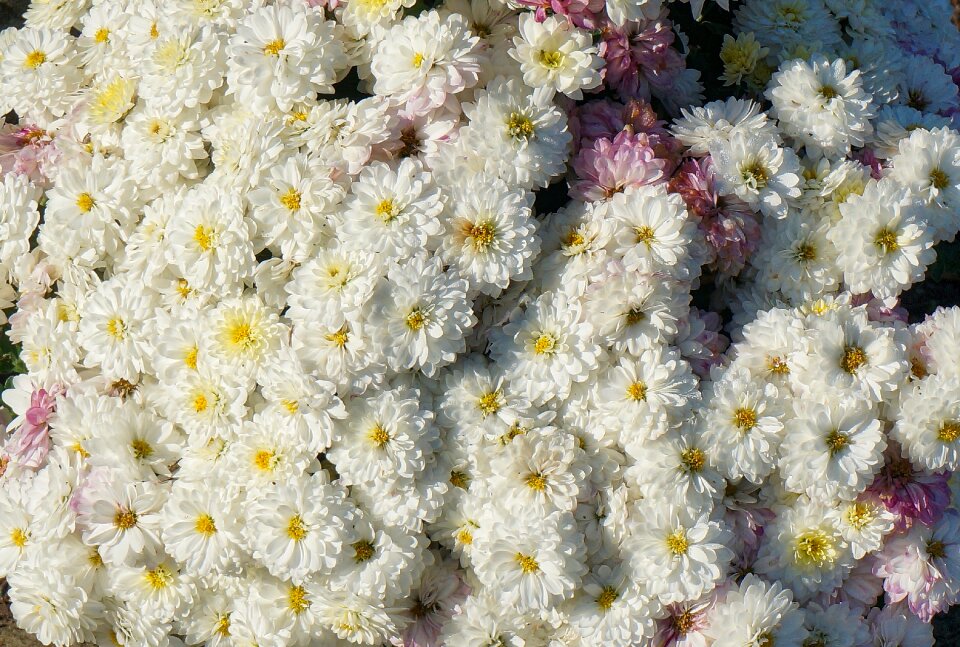 Blossom bloom nature