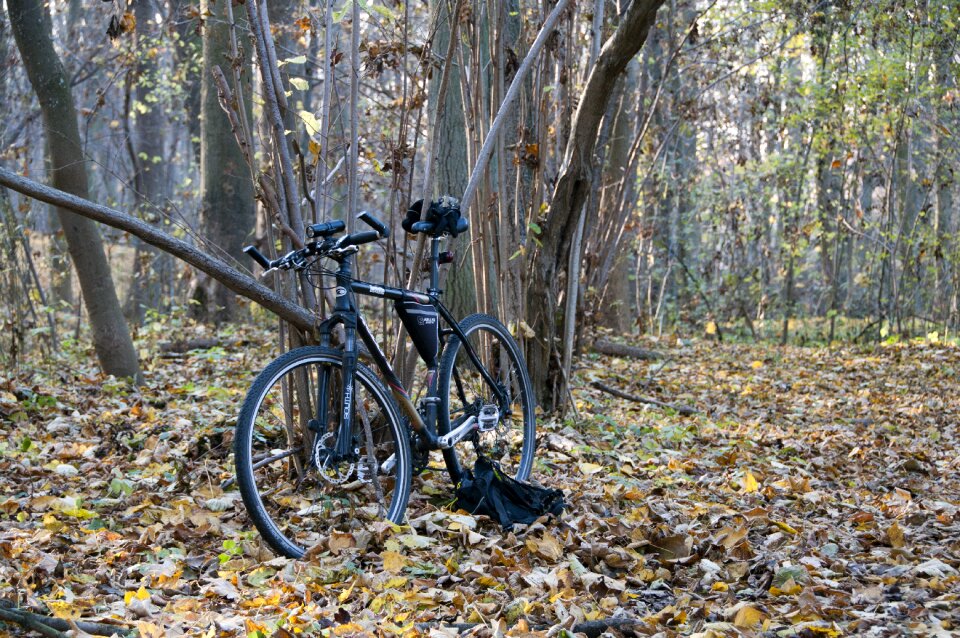 Tree autumn rest