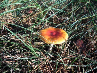 Forest autumn forest mushroom photo