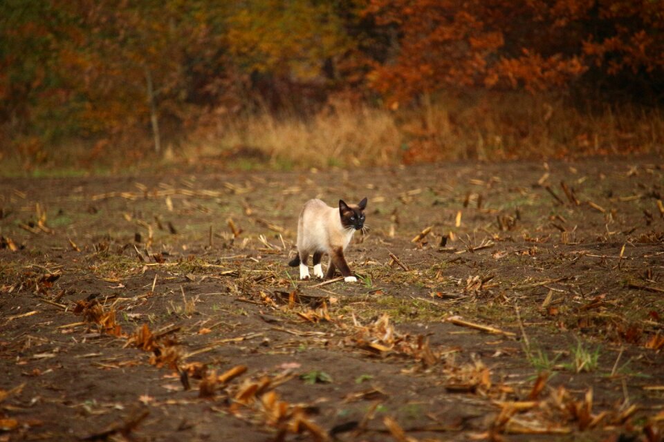 Siamese cat siamese stubble photo