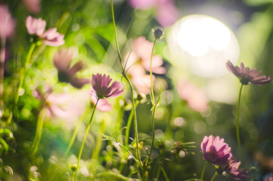 Cosmos flowers natural
