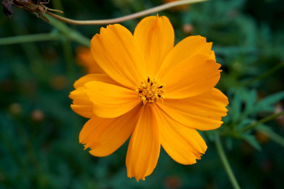 Showa memorial park huang cosmos