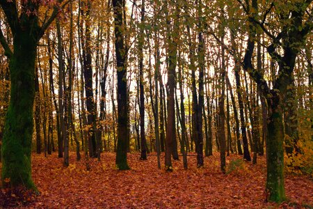 Light golden tree trunks photo