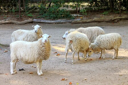 Enclosure livestock mammal