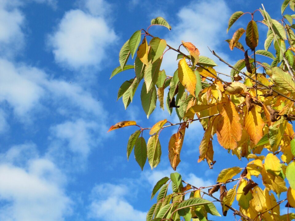 Autumn leaves good weather