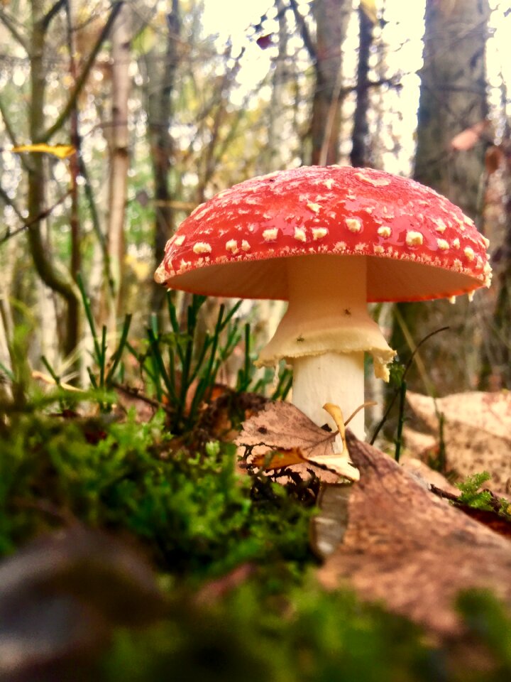 Forest mushrooms red mushrooms mushroom breed
