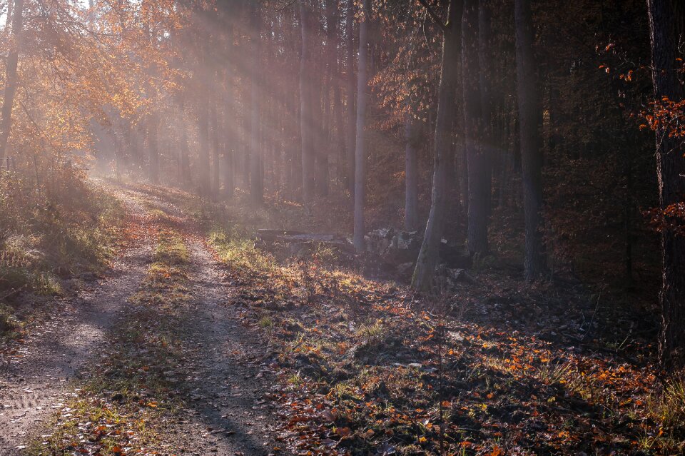 Forest path colourless mystical