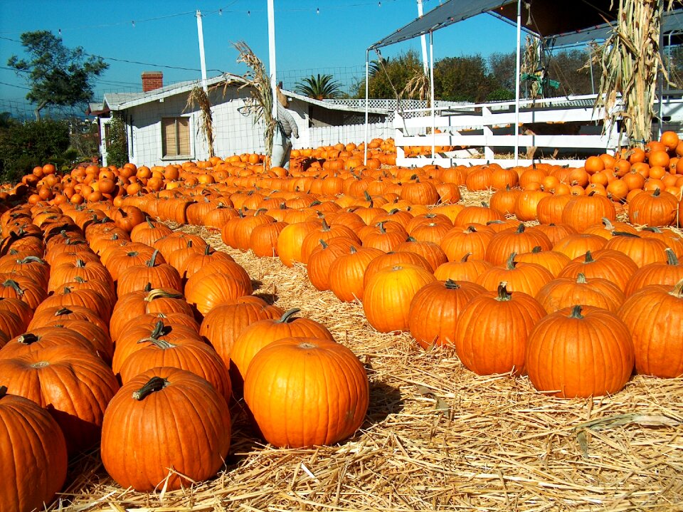 Redondo beach california halloween photo