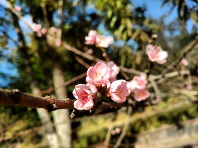 Branch pink spring