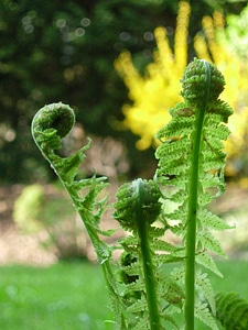 Bud nature leaf