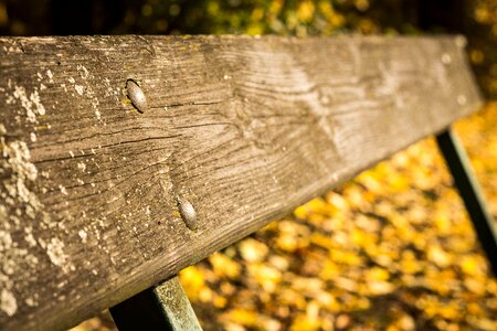 Autumtexture rear woden