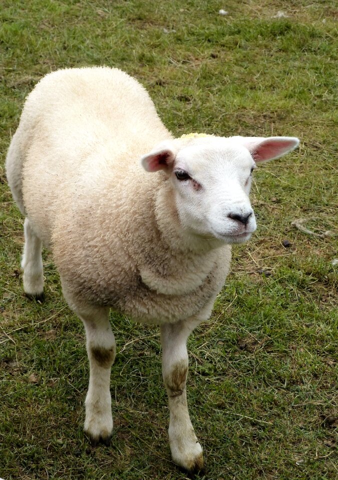 Wool coat agriculture