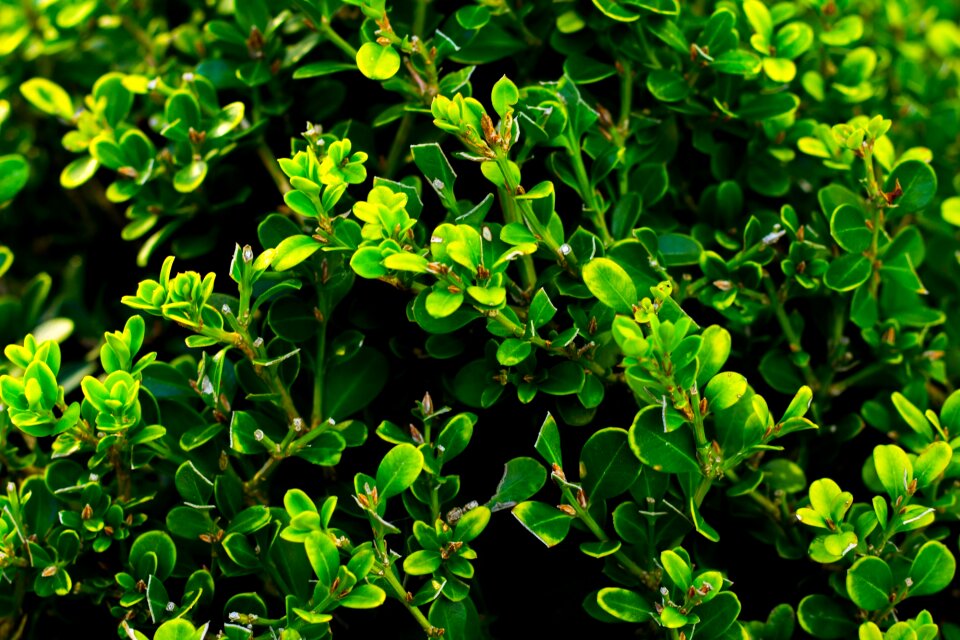 Nature grass gardening