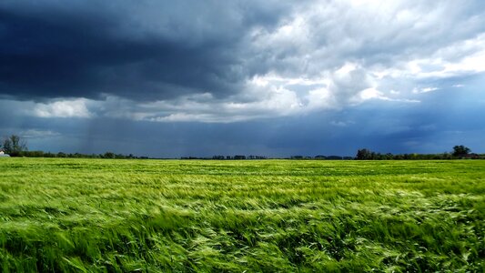 Wheatfield plains landscape