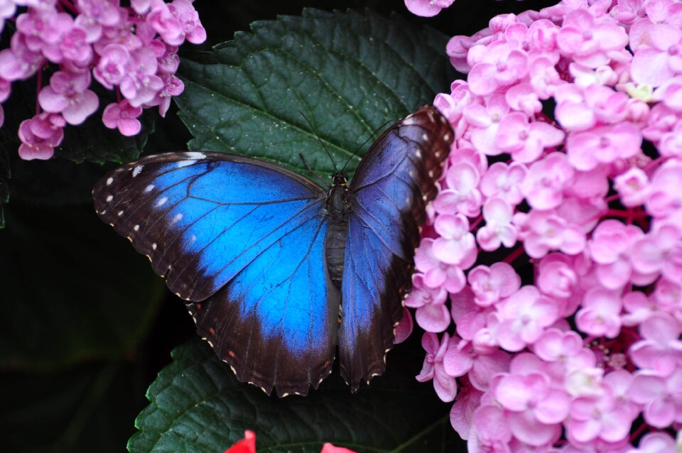 Insect butterfly blue