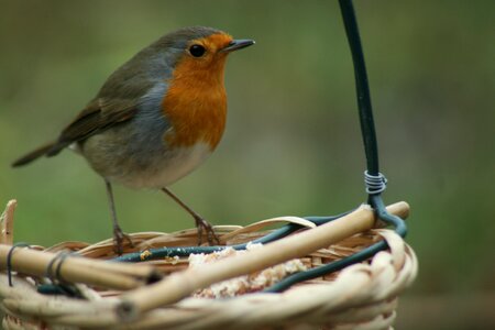 Bird robin foraging photo