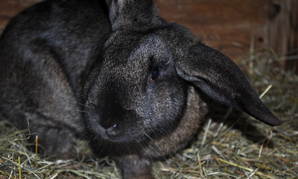 Sulfur rabbit nature cute