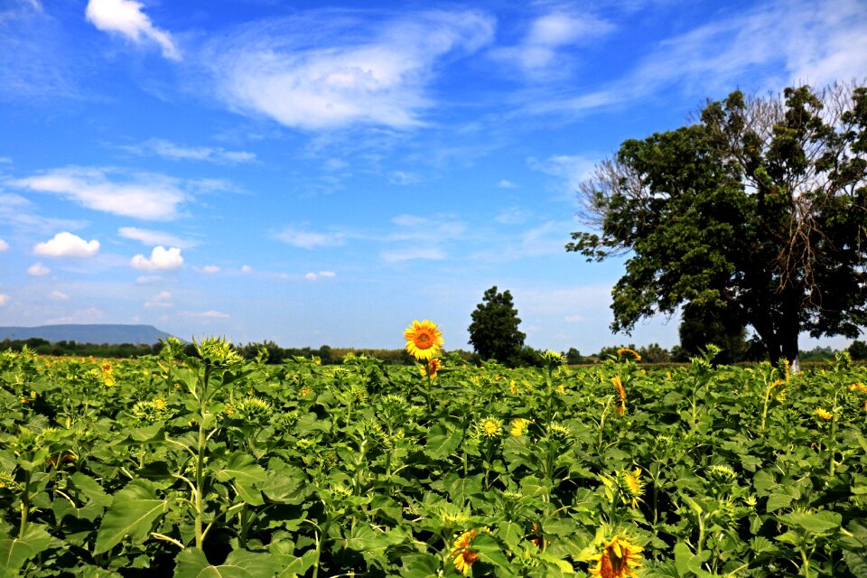 Landscape blue sunflower