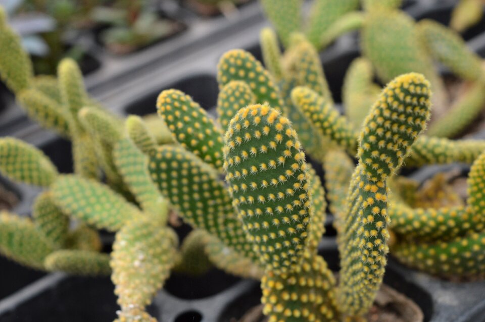 Cactus the fleshy potted plants