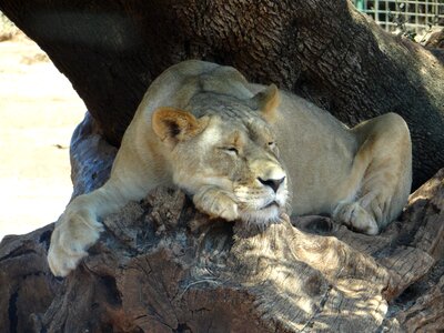 Lion lioness safari photo