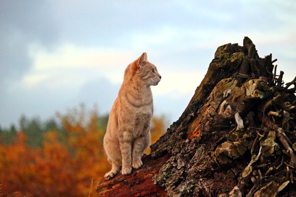 Tree stump autumn kitten