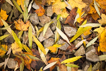 Autumn long willow