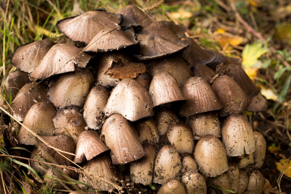 Forest ground fungus