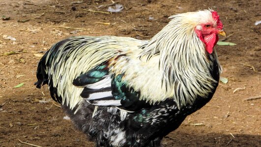 Domestic poultry bird photo