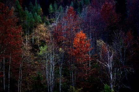 Nature branch branches forest path photo