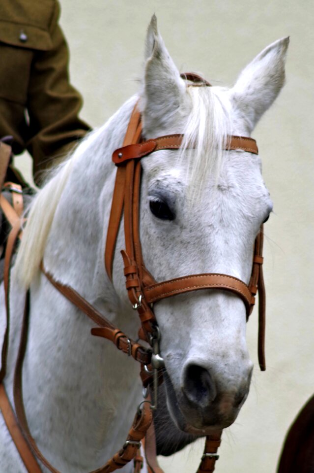 Cavalry independence the feast of the