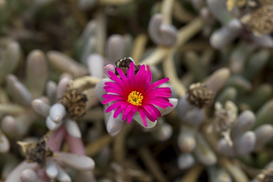 Spring plant beautiful flower