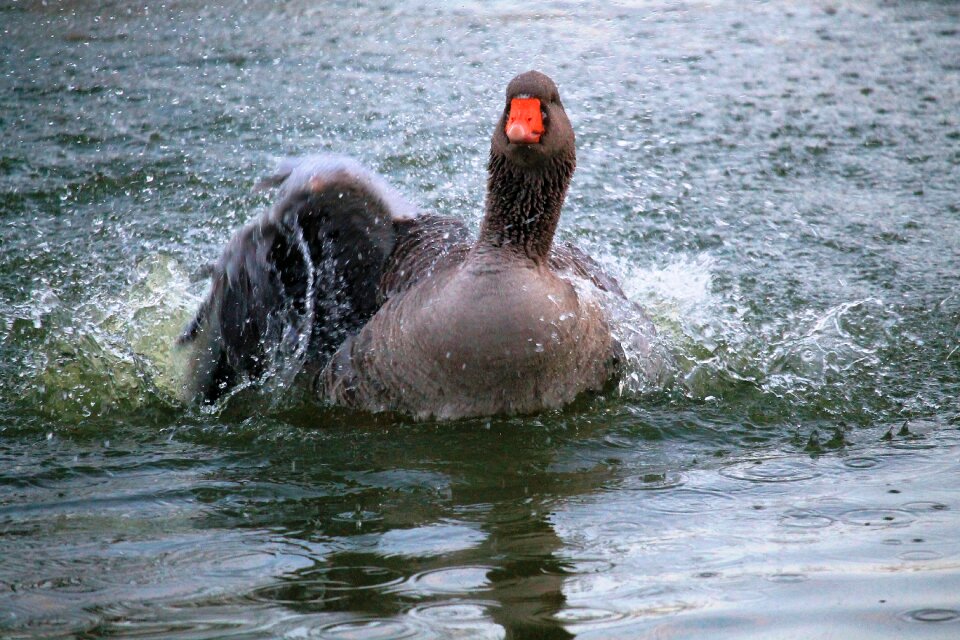 Water bird waters swan pond
