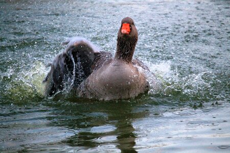 Water bird waters swan pond photo