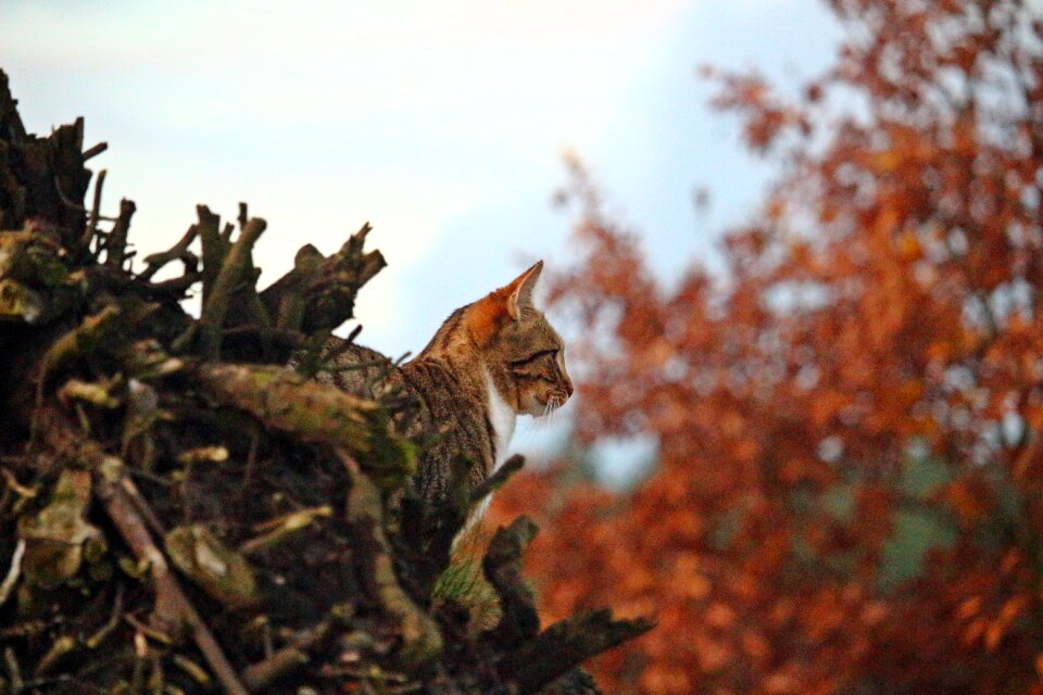 Hiding place tree stump autumn